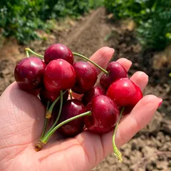 Черешня отборная фермерская (Тамань) / 4 кг Черешня отборная фермерская (Тамань) / 4 кг