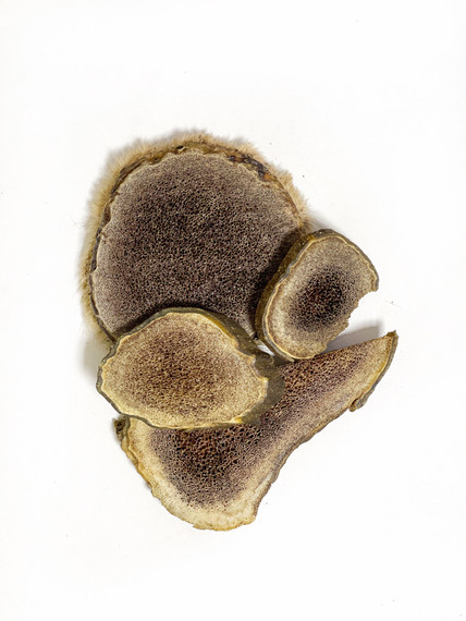 Набор настойки &quot;Панты Алтайского Марала&quot; в крафт пакете