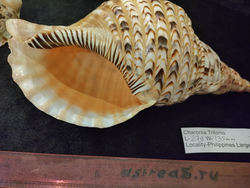 Харония Тритонис 250--390 мм