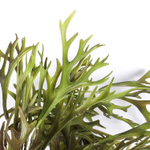 Оленьи рожки 80 см.