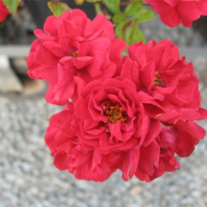 Роза полиантовая Фейри Данс (горшок 5л)