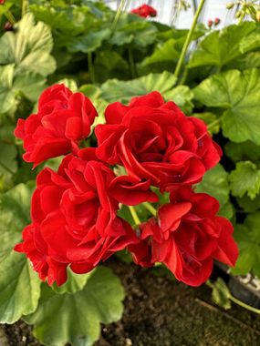 3005 Пеларгония Rosebud Red