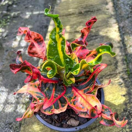 Кротон ELEFISH – WAREE GUNCHON