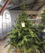 Искусственная ель на ножке «Датская» (Литая хвоя) высота от 1.2 м до 2.4 м