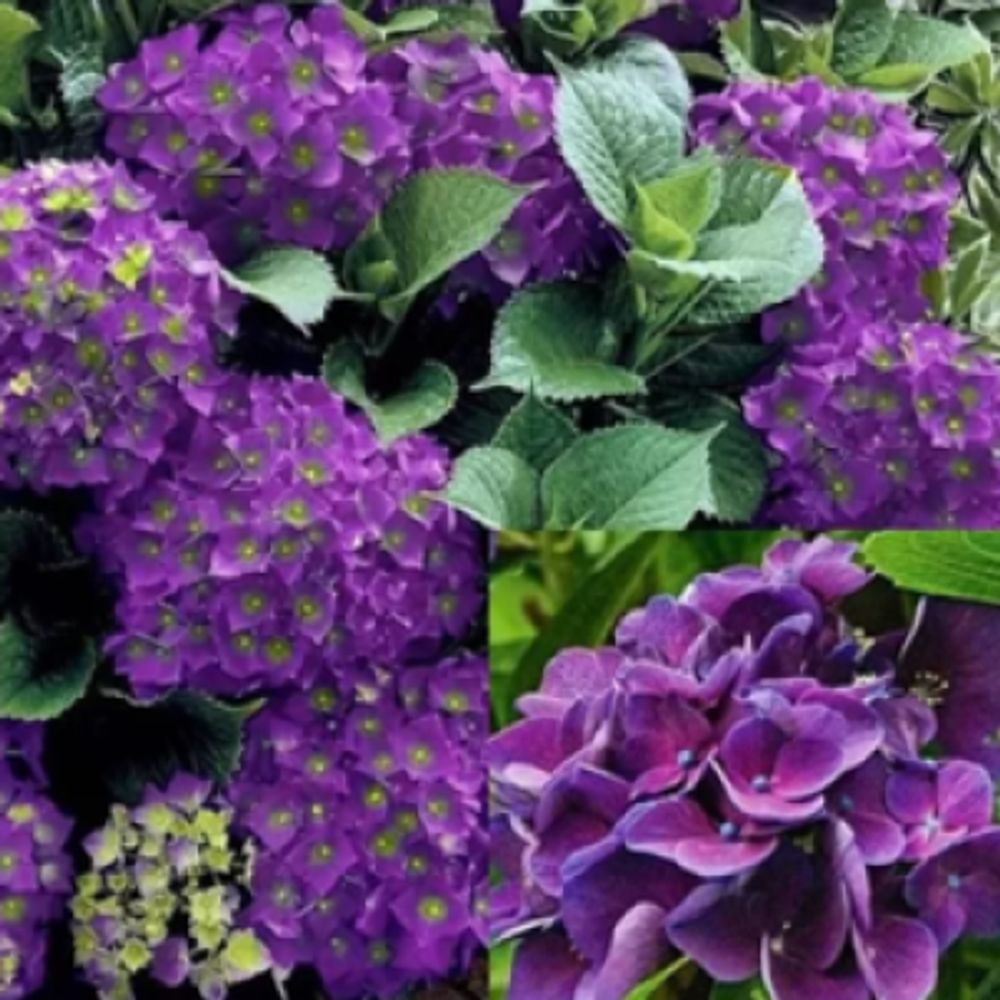 «Барон Пурпр» (Hydrangea macrophylla «Baron Pourpre») август 2025 г.