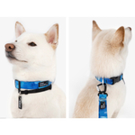 Ошейник staya Iced Blue 2025, с пластиковым фастексом