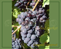 Виноград Саперави Северный