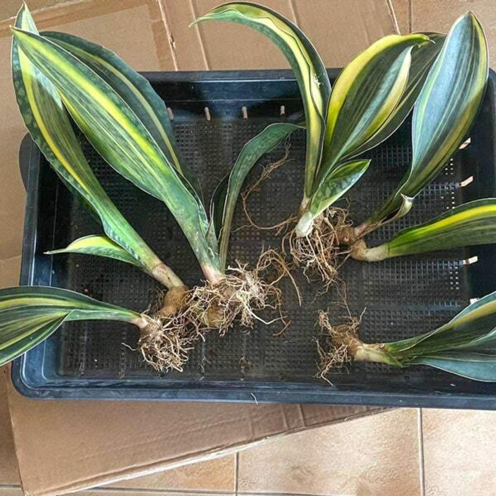Сансевиерия MASONIANA