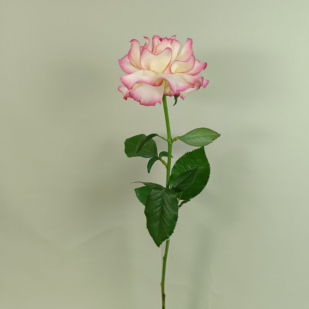 Французская роза Джумили