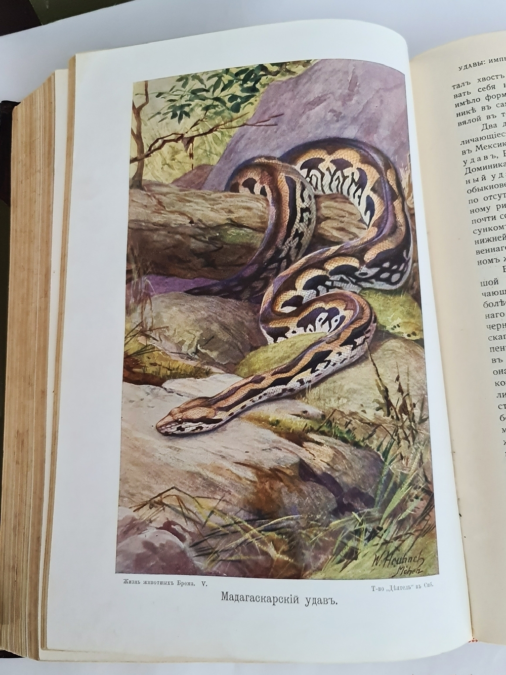 "Жизнь животных (в 7-ми томах)". А.Э. Брэм. 1914г.