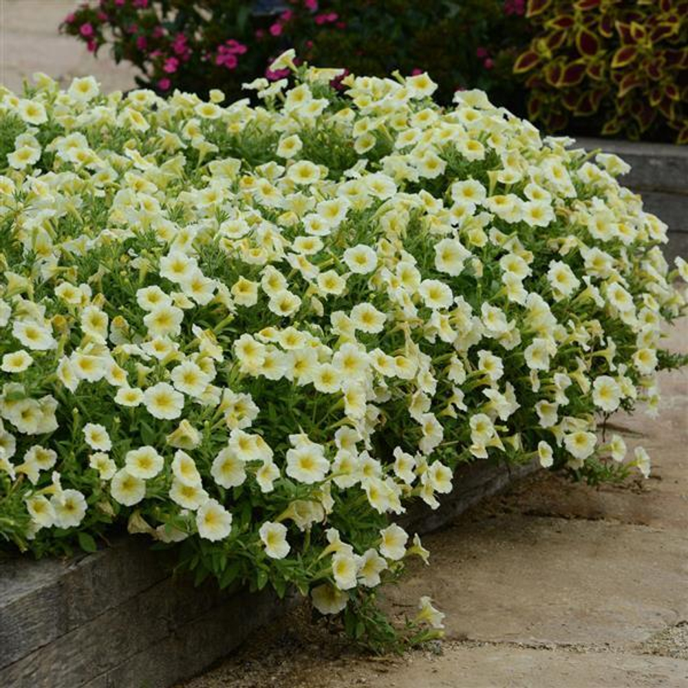 Петуния ампельная Изи Вэйв Еллоу F1 (50др) Витагрин Профи