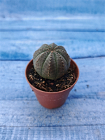 Euphorbia Obesa (Эуфорбия)