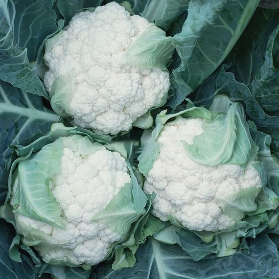 АМИДАЛА F1 семена капусты цветной Syngenta описание