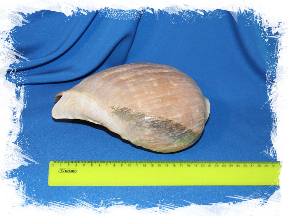 Мело цимбиум пепо (Cymbium pepo), 15см, 1шт