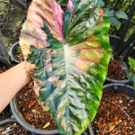 Колоказия GREEN GLOSSY