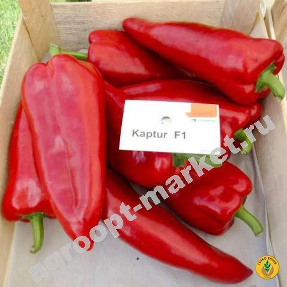 Каптур F1 семена перца сладкого (Seminis / ALEXAGRO) культура – фото 7