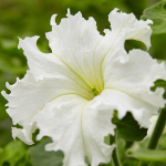 Петуния Афродита F1 Белая 25шт.