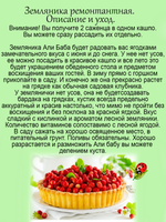 Земляника Али Баба ремонтантная 2 саженца 