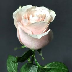 Роза Pink Mondial, плантация Tessa