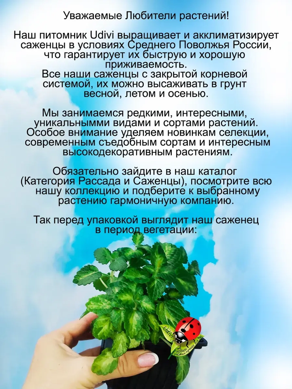 Плектрантус Мадагаскарский ароматный