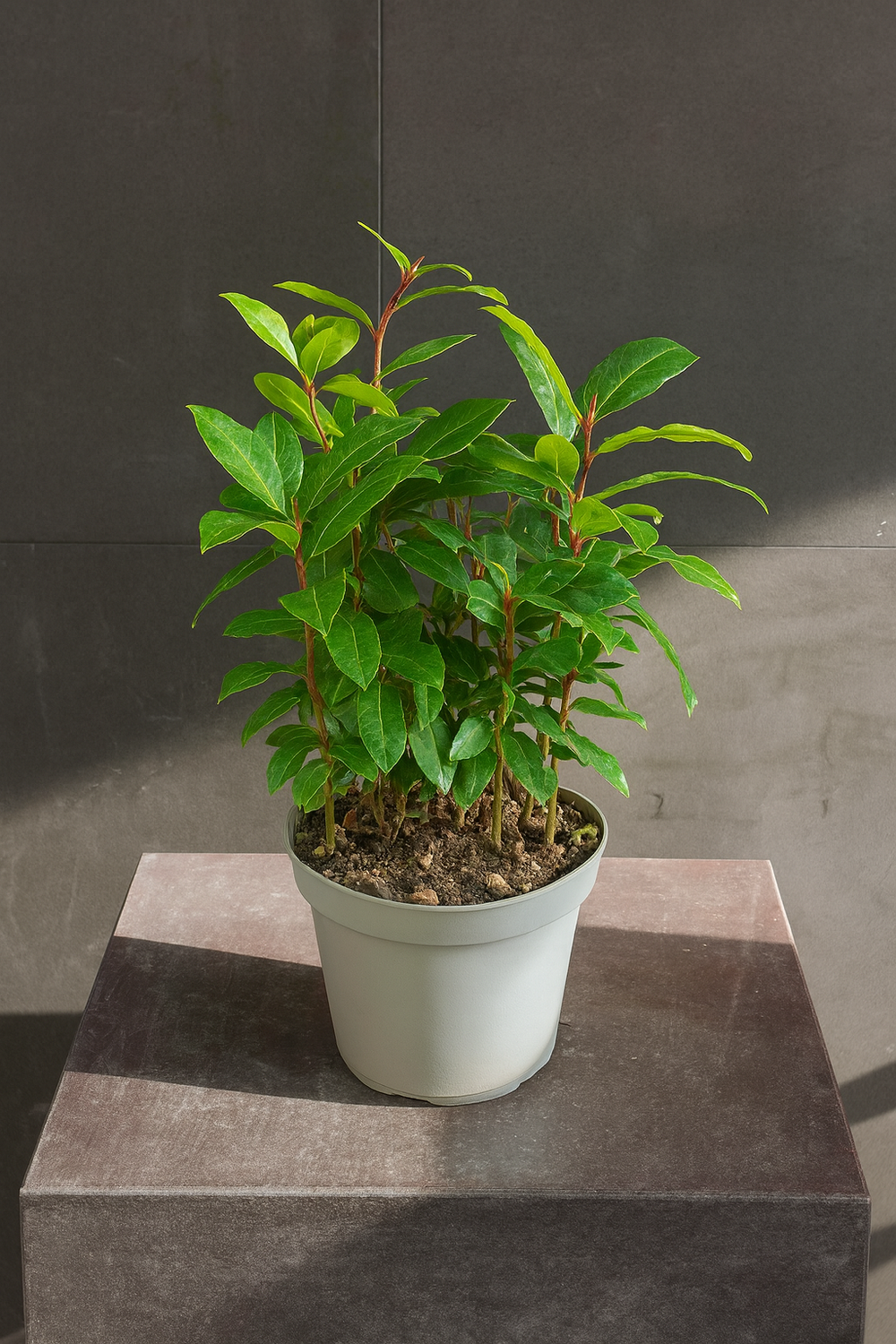 Лавр благородный (Laurus nobilis)
