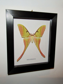 Бабочка Actias rhodopneuma cамец в рамке