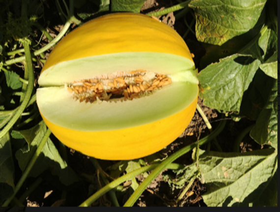 Наутило F1 семена дыни (Enza Zaden / Энза Заден) – фото 2