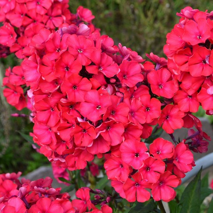 Флокс метельчатый Тенор