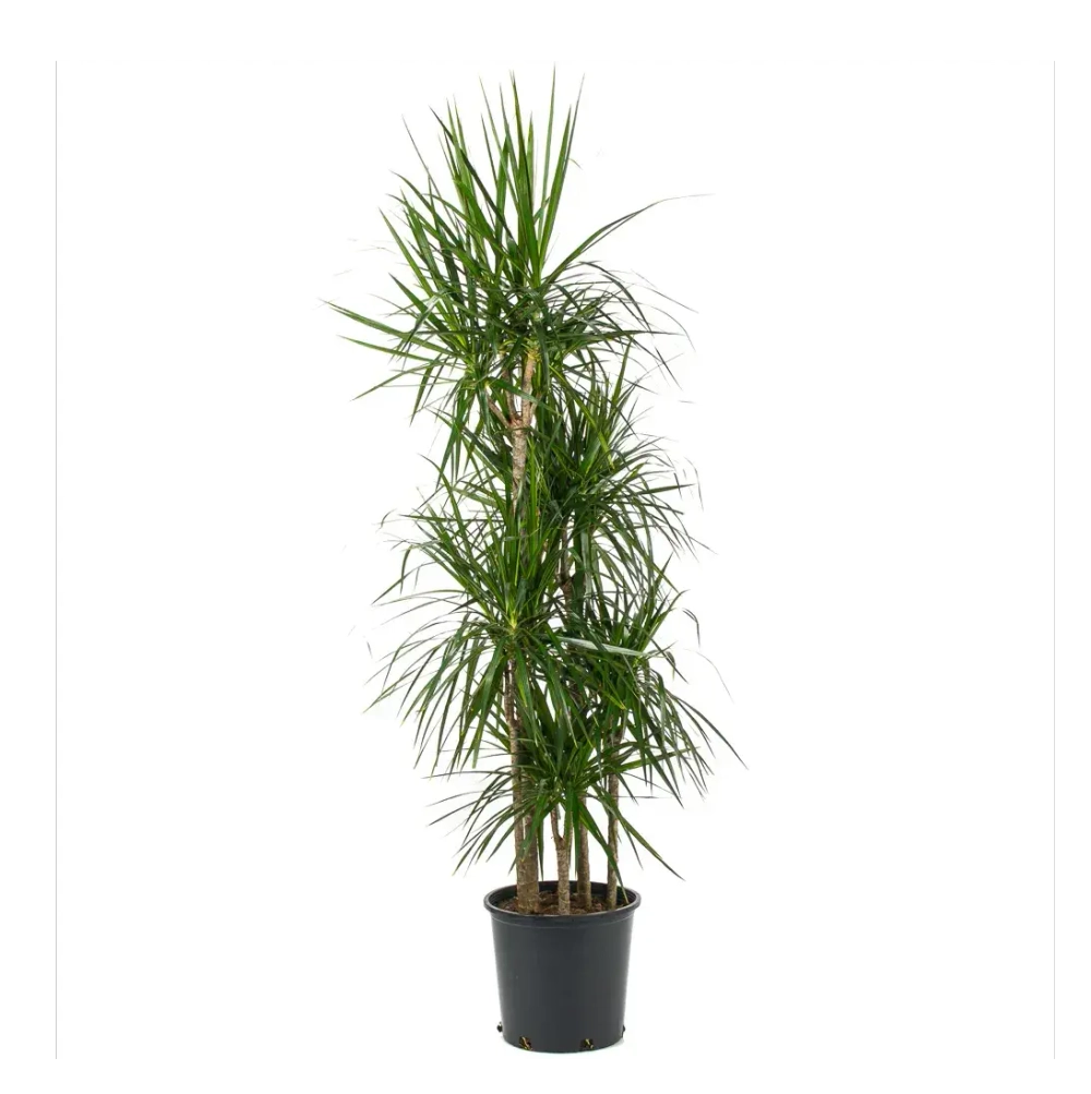 Драцена Маргината