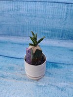 Schlumbergera opuntioides (Шлюмбергера)