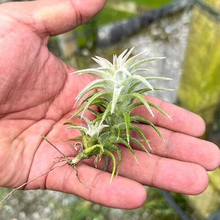 Тилландсия vanhyningii