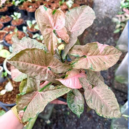 Сингониум BUBBLEGUM