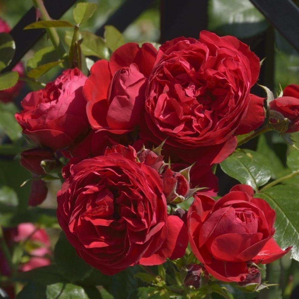 Роза Флорентина С7 Закупка М57 июнь 2026