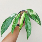 Рафидофора MEGASPERMA VAR