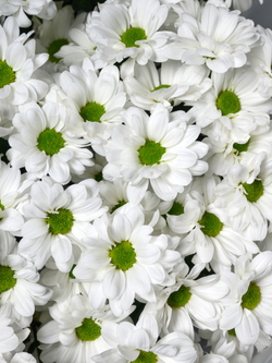 Моно букет из 11 хризантем ромашка