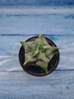 Astrophytum Myriostigma monstrosa (Астрофитум)