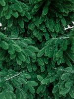 Большая елка «Норвежская» GT (Литая хвоя) от 2,7 м до 3,7 м