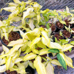 Сингониум ANGUSTATUM LEMON LIME