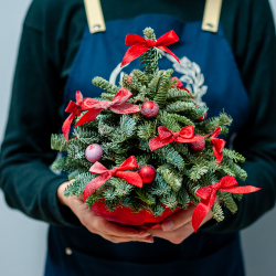 Новогодняя композиция из нобилиса 19