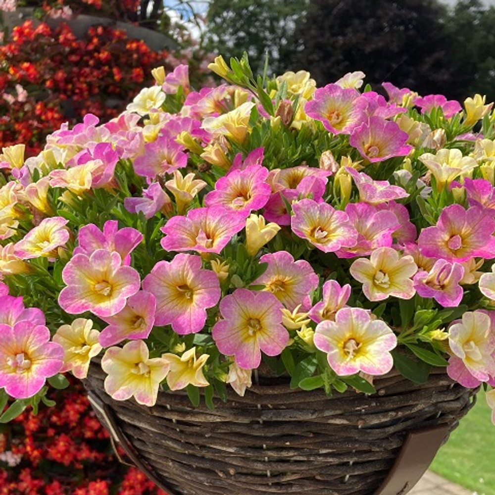 Калибрахоа Neo Fancy Francy р9 1шт