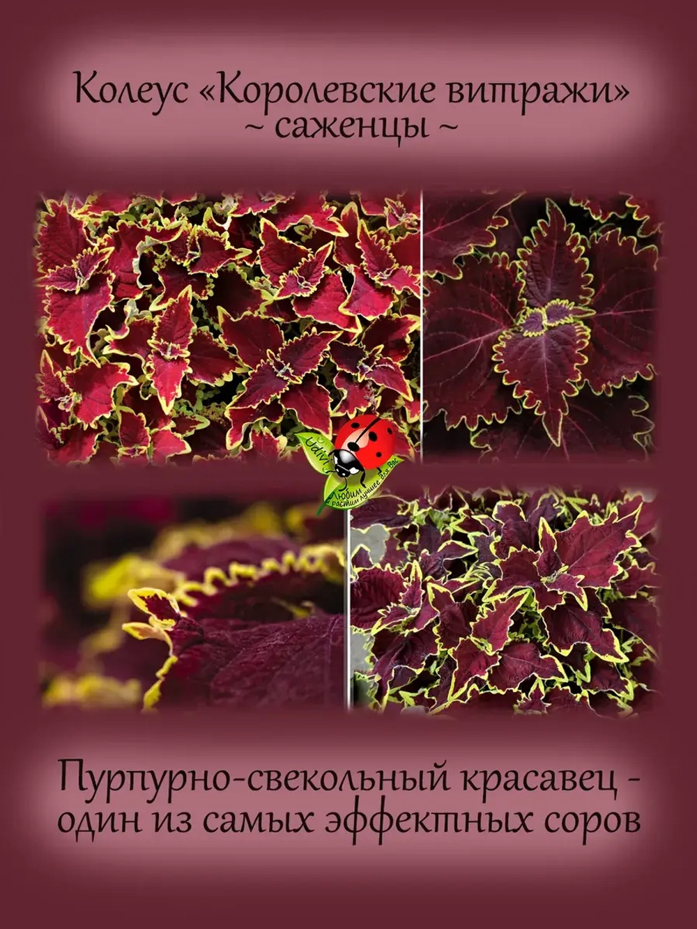 Колеус Королевские витражи