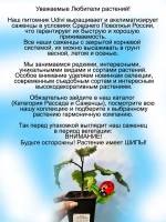 Паслён эфиопский "Тыква на палочке"