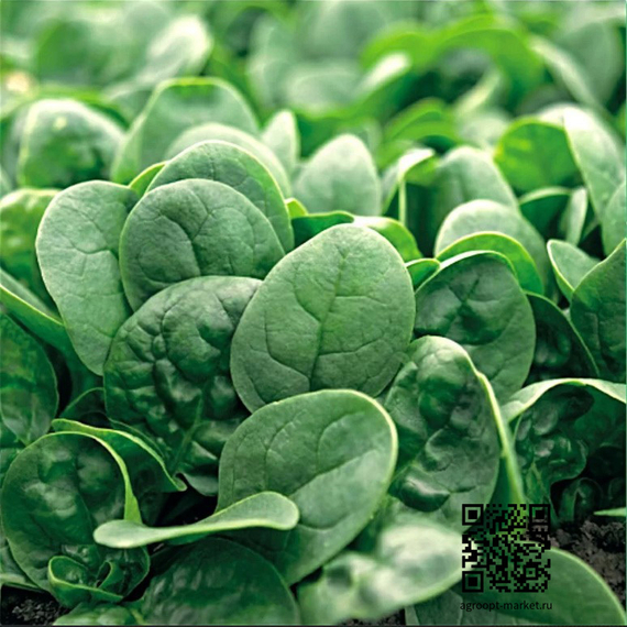 Джаспе_F1_семена_шпината_Sakata_купить – фото 1