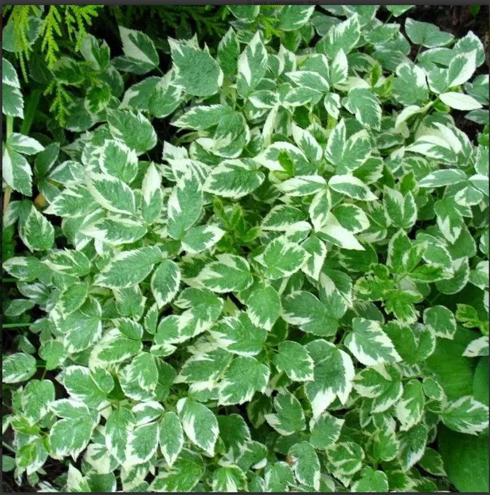 Сныть обыкновенная "Variegata". Aegopodium podagraria "Variegata".