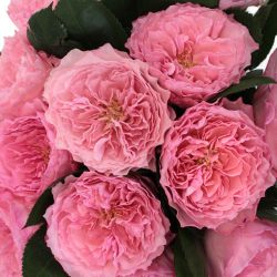 Елена Панова бейнеленген порно фейктер