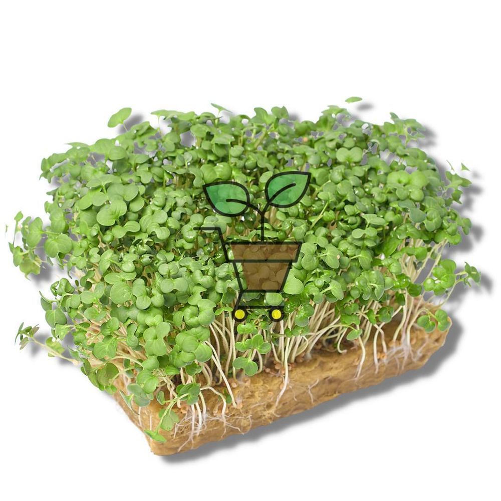 Горчица белая