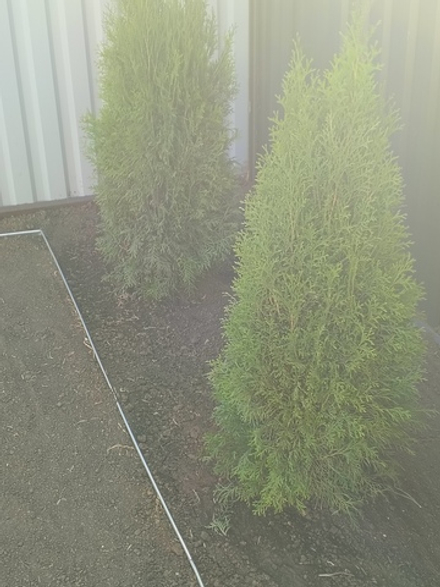 Живая изгородь