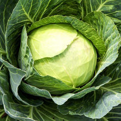 Каррера F1 семена капусты белокочанной (Hazera / Хазера)