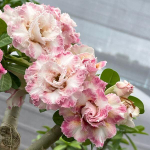 Адениум DARALA